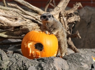 Meerkats at Solihull College