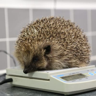 Harry the hedgehog on scales