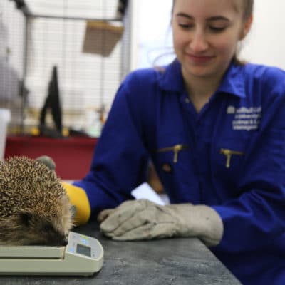 Eleanor weighs harry the hedgehog on scales