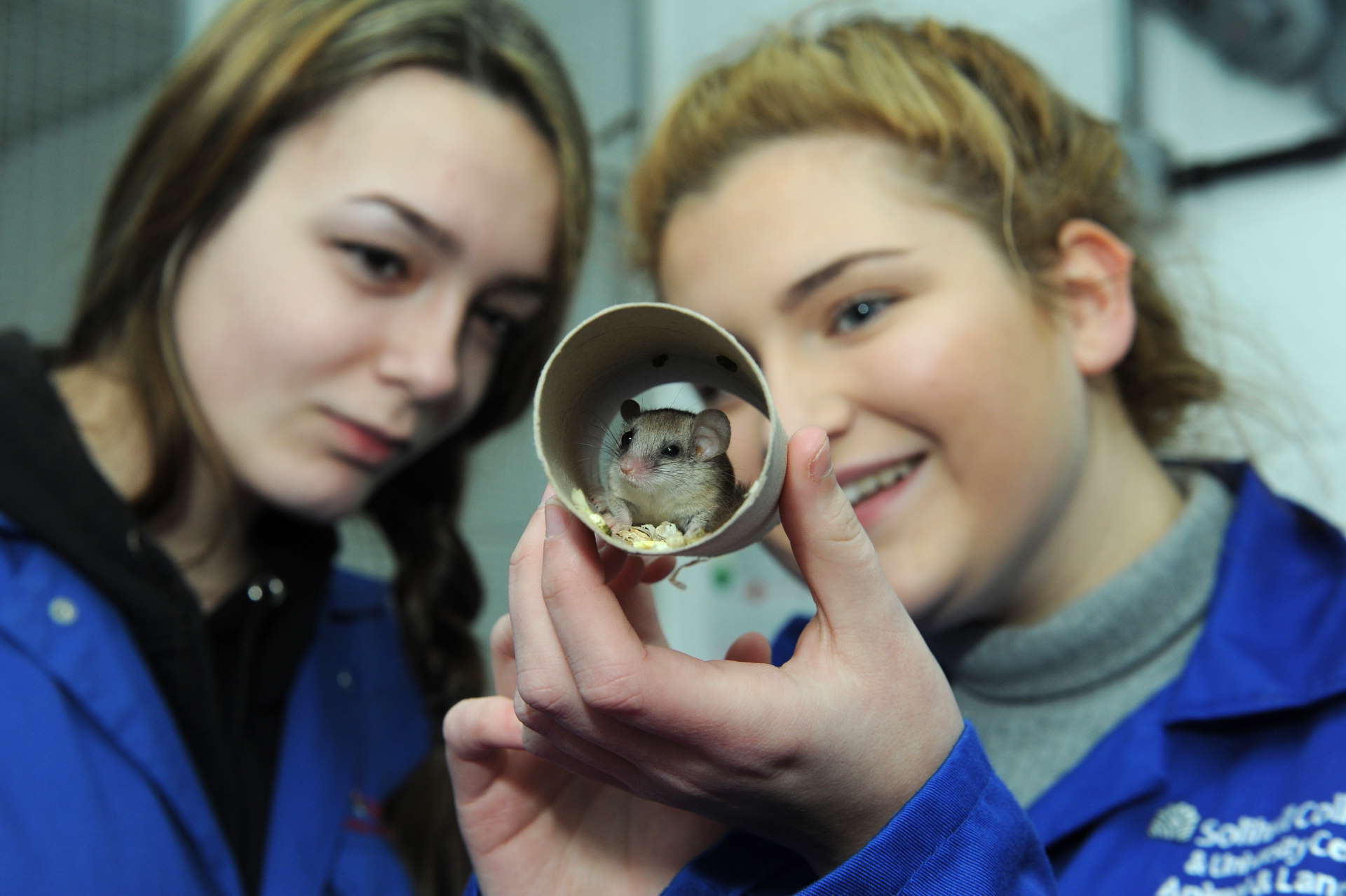 Students care for small animal.