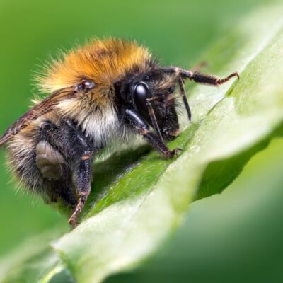 Wasp professional photography up close