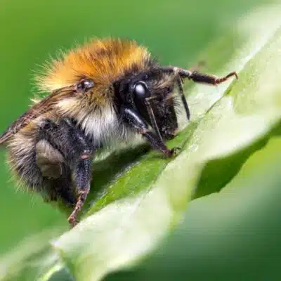 Wasp professional photography up close