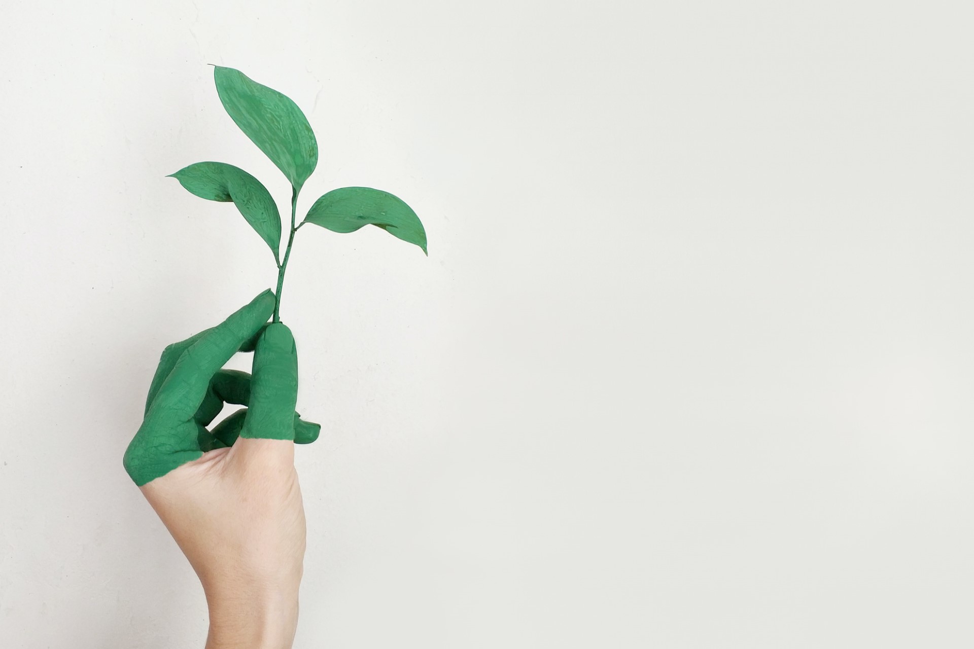 Person's Left Hand Holding Green Leaf Plant | Photo by Alena Koval from Pexels https://www.pexels.com/photo/person-s-left-hand-holding-green-leaf-plant-886521/