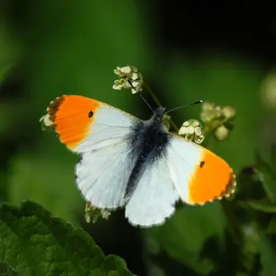 a butterfly on a leaf