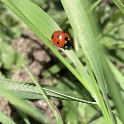 a ladybird on a stem