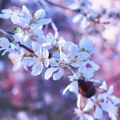 a bee on a white flower