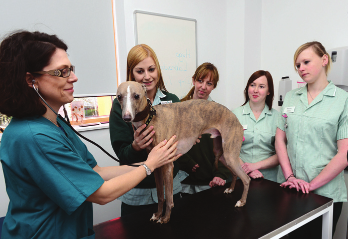 Student Veterinary Nurses learn on work placement.