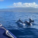 Animal Welfare students take conservation trip to Tenerife