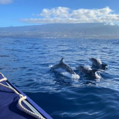 Dolphins swimming in the sea