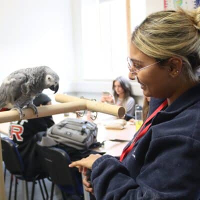 Kiwi the parrot on a perch with her trainer Serene