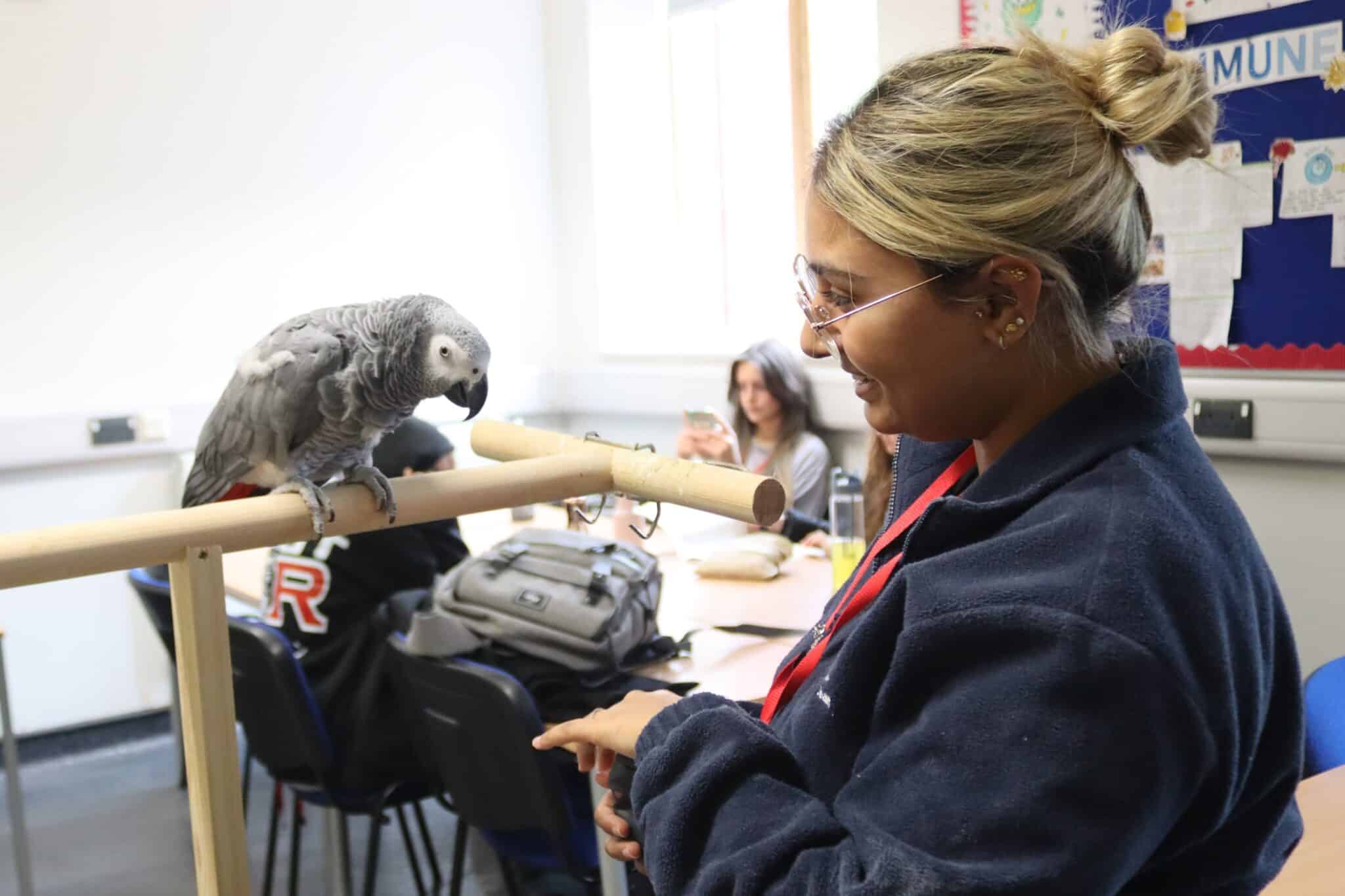 Student Serene feeding Kiwi the parrot who is sitting on her perch in class