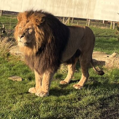 Mature student is a roaring success working with lions - A Lion that Misty looks after