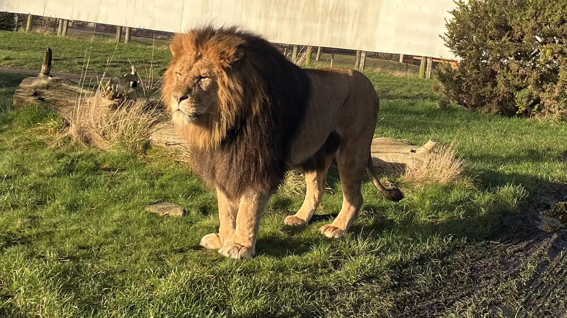 Mature student is a roaring success working with lions - A Lion that Misty looks after