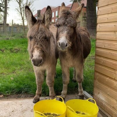 Isla and Isabelle with a bucket of food by their hooves