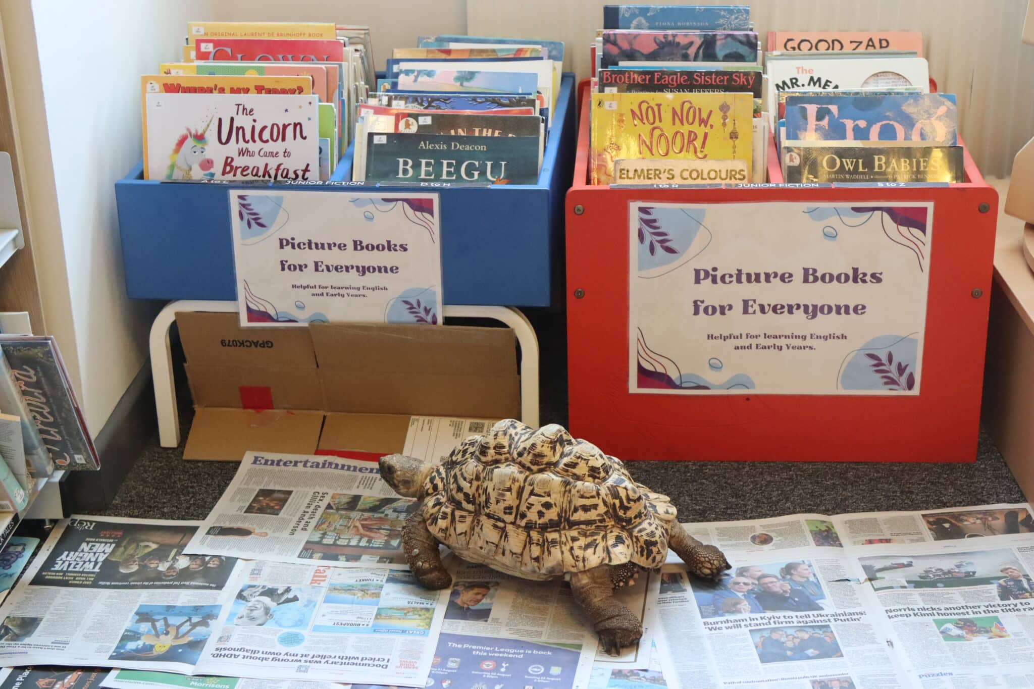 tortoise in the college library on the floor